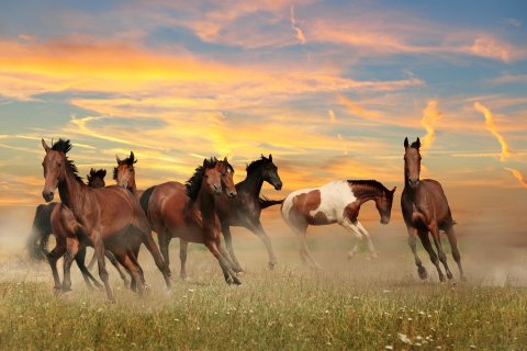 angst ervaringsgericht leren met paarden